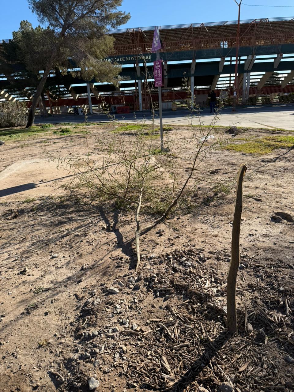Parques y Jardines llama a proteger los árboles tras daño intencional en el parque Borunda